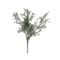 3d illustration of Gleditsia Triacanthos tree isolated on transparent background