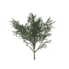 3d illustration of Gleditsia Triacanthos tree isolated on transparent background