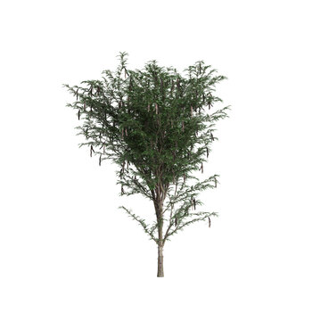3d illustration of Gleditsia Triacanthos tree isolated on transparent background