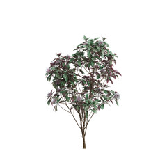 3d illustration of Clerodendrum Quadriloculare tree isolated on transparent background