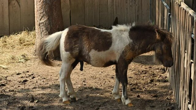 Male shetland pony horse inside of farm paddock with visible reproductive organ