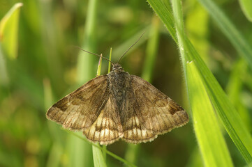 Closeup of the burnet companion, Euclidian glyphic, Euclidia glyphica hiding in the grass