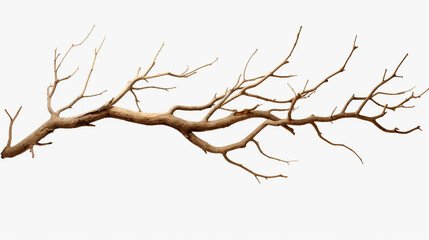 Fototapeta na wymiar dried tree branches, isolated on a white background