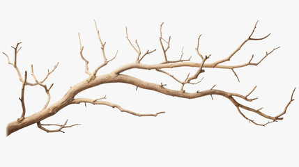 dried tree branches, isolated on a white background