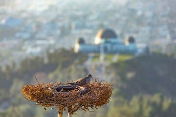 Bird Nest on Mt Lee Overlooking Los Angeles - Scenic View at Sunrise