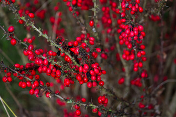 Colorful red rockspray cotoneaster berries on a dry spiky bush on a gloomy day.