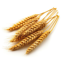 Horizontal wheat ears isolated on a white background