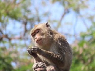 Naklejka na ściany i meble Japanese Macaque Sitting on a tree