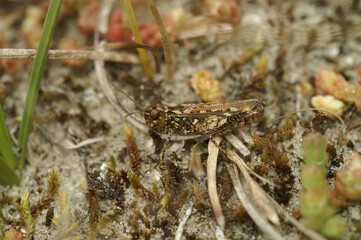 Natural closeup on the mottled grasshopper. Myrmeleotettix maculatus sitting on the ground