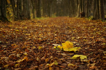 Jesień , Autumn Poland 