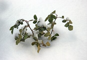 Little green shoots break on through the snow