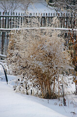 A bush covered with snow sparkling
