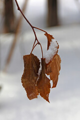 Hanging dry brown leaves close-up