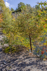 The different colors of autumn play with each other. The trees convey this beauty. The pine is simply a miracle.