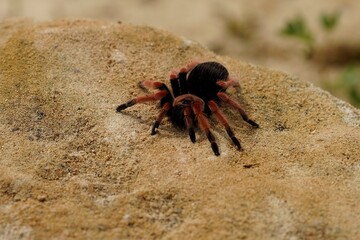 Brachypelma smithi is a species of spider in the family Theraphosidae (tarantulas) native to Mexico. Mexican redknee tarantulas are a popular choice as pets among tarantula keepers