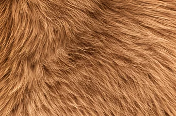Fotobehang texture of fur, brown texture, brown background © Nameeta