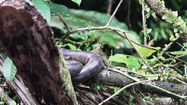 The green anaconda, Eunectes murinus, also giant or common anaconda, common water boa, is found in South America and the heaviest snake species, it is a non venomous constrictor