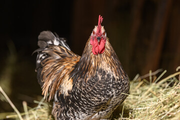 Free-ranging barnyard rooster with colorful plumage, outdoor breeding.