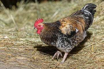 Free-ranging barnyard rooster with colorful plumage, outdoor breeding.