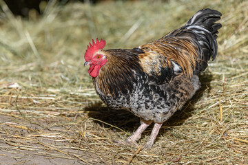 Free-ranging barnyard rooster with colorful plumage, outdoor breeding.