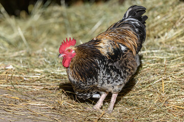 Free-ranging barnyard rooster with colorful plumage, outdoor breeding.