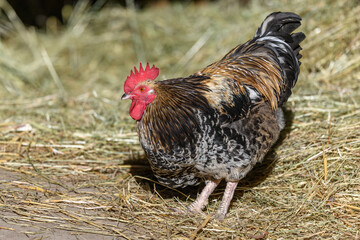 Free-ranging barnyard rooster with colorful plumage, outdoor breeding.