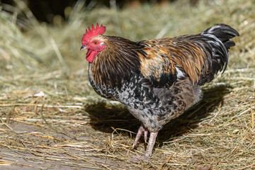Free-ranging barnyard rooster with colorful plumage, outdoor breeding.