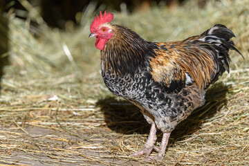 Free-ranging barnyard rooster with colorful plumage, outdoor breeding.