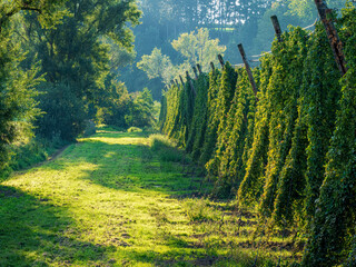 Hop field before harvest phase with sunset light