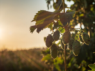 Hop field before harvest phase with sunset light