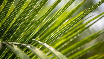Abstract background of green palm leaves, branches. Tropical foliage backdrop.