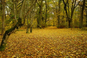 Jesień , Autumn Poland 