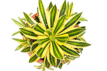 Agave americana ornamental plant top view 