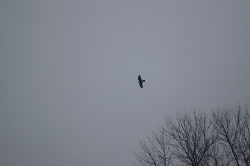 Carrion crow Corvus corone black bird perched on branch and looking