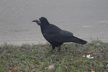 Carrion crow Corvus corone black bird perched on branch and looking
