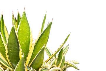 Agave americana with yellow edges leaves with copy space