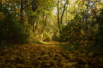 Jesień, autumn, Poland 