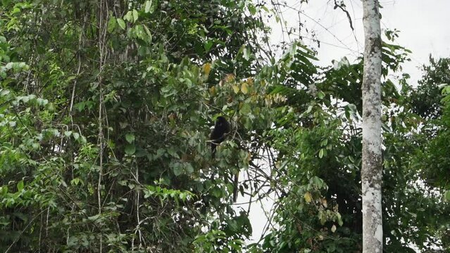 Lucifer Titi or Yellow handed Titi Monkey, Callicebus lucifer, climbing in a tropical tree in the amazon rainforest region in the Cuyabeno Wildlife Reserve, Ecuador.