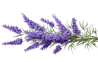 Fragrant Blooms Lavender on White or PNG Transparent Background.