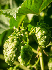 Green Hops umbel very close before harvest phase with bokeh background - obrazy, fototapety, plakaty