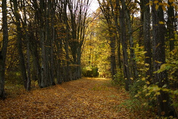 Jesień, autumn, Poland 