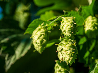 Green Hops umbel very close before harvest phase with bokeh background