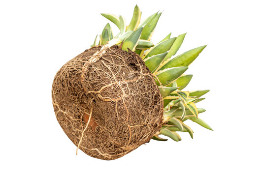 Root bound house plant with tight root ball