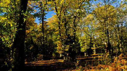 Autunno sull'Appennino Emiliano. Panorami autunnali delle montagne bolognaesi. Bologna, Emilia Romagna. Italia