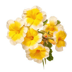 Naklejka premium Foral Primrose on White or PNG Transparent Background.