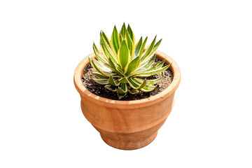 Agave americana plant in large clay pot