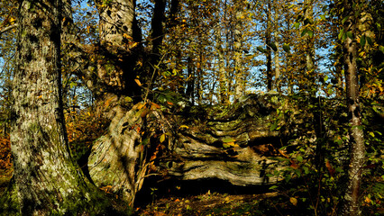 Fototapete bei efototapeten.de bestellen   