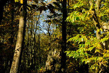 
Autunno sull'Appennino Emiliano. Panorami autunnali delle montagne bolognaesi. Bologna, Emilia Romagna. Italia