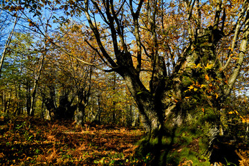 Fototapete bei efototapeten.de bestellen   