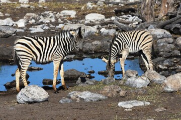 Fototapeta na wymiar Steppenzebras (Equus quagga) am Wasserloch Halali im Etoscha Nationalpark in Namibia. 